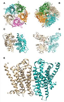 Receptor-Receptor Interactions as a Widespread Phenomenon: Novel Targets for Drug Development?